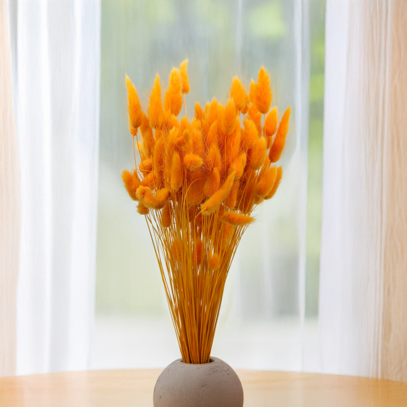 Lagurus Suszony dmuszek jajowaty Imbirowy1.png