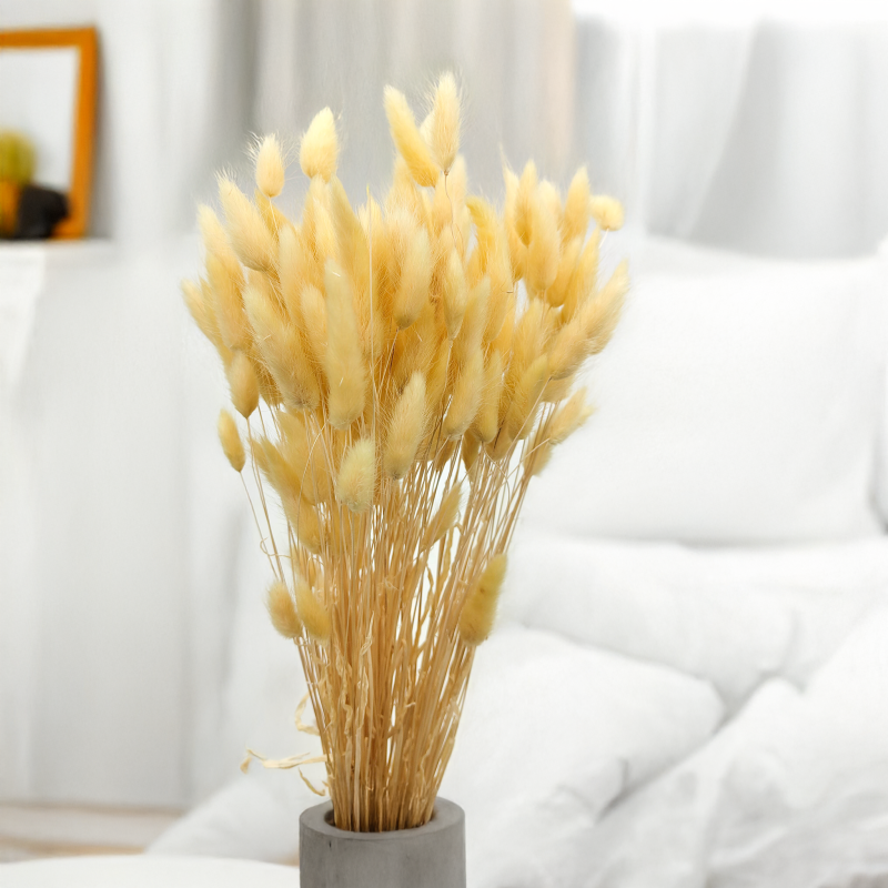 Lagurus Suszony dmuszek jajowaty Kremowy 1.png