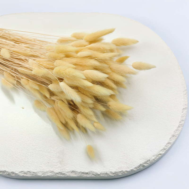 Lagurus Suszony dmuszek jajowaty Kremowy 4.png