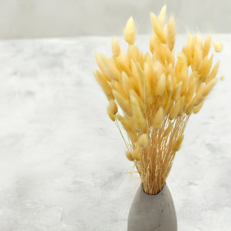 Lagurus Suszony dmuszek jajowaty Kremowy.png