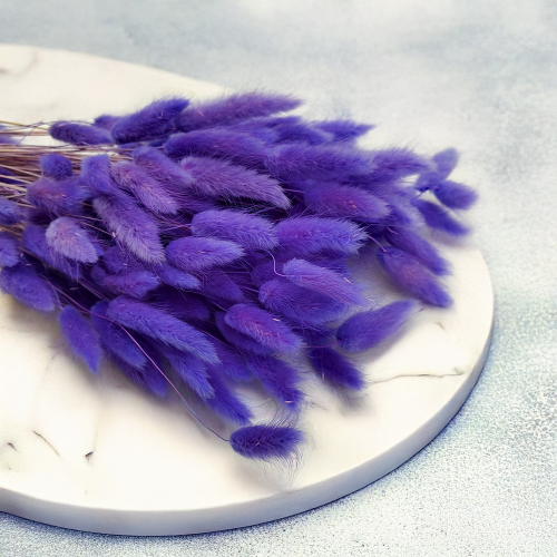 Lagurus Suszony dmuszek jajowaty Lila 2.png