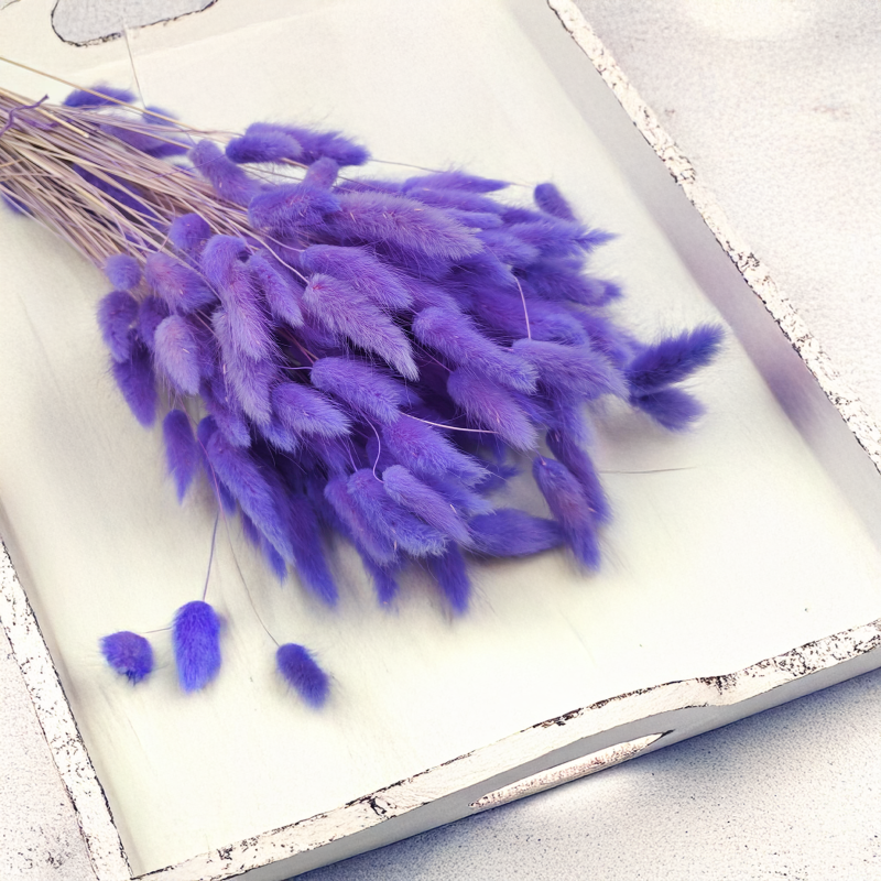 Lagurus Suszony dmuszek jajowaty Lila 4.png