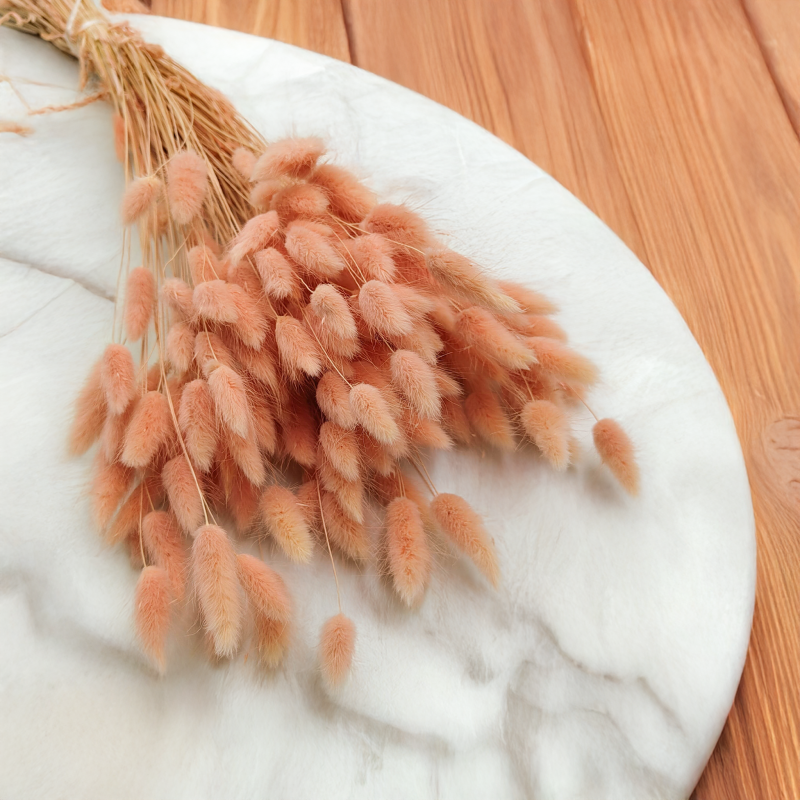 Lagurus Suszony dmuszek jajowaty Łososiowy 6.png