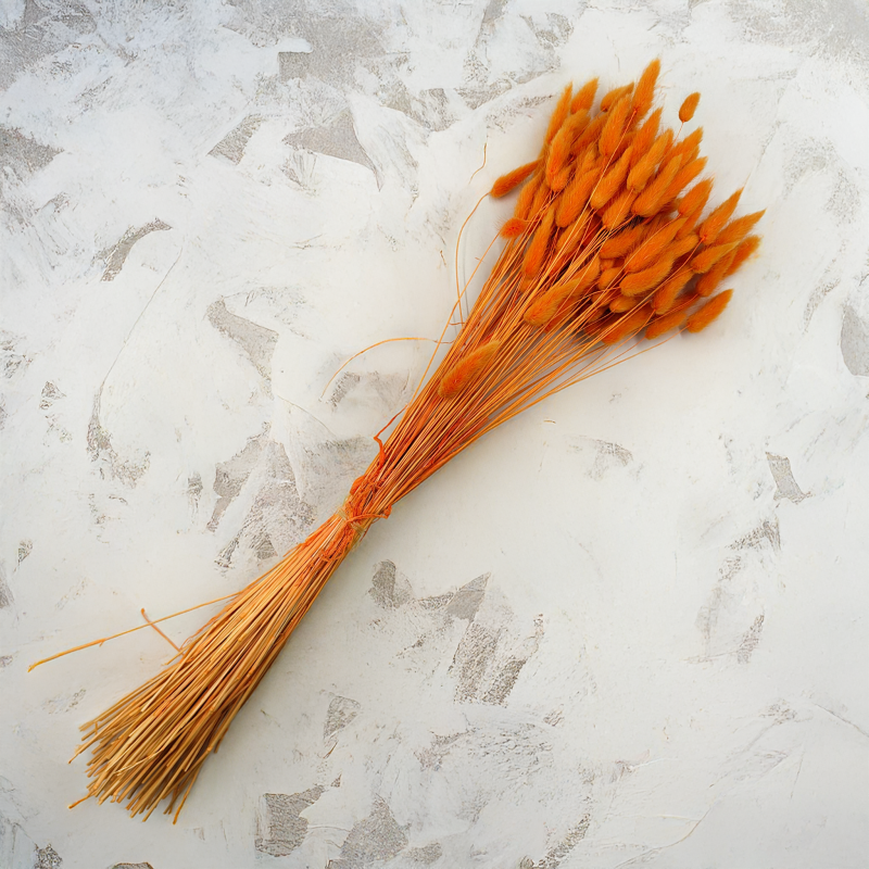 Lagurus Suszony dmuszek jajowaty Mandarynka 2.png