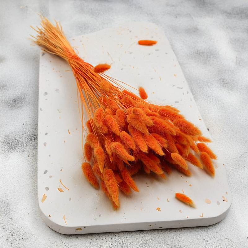 Lagurus Suszony dmuszek jajowaty Mandarynka 4.png