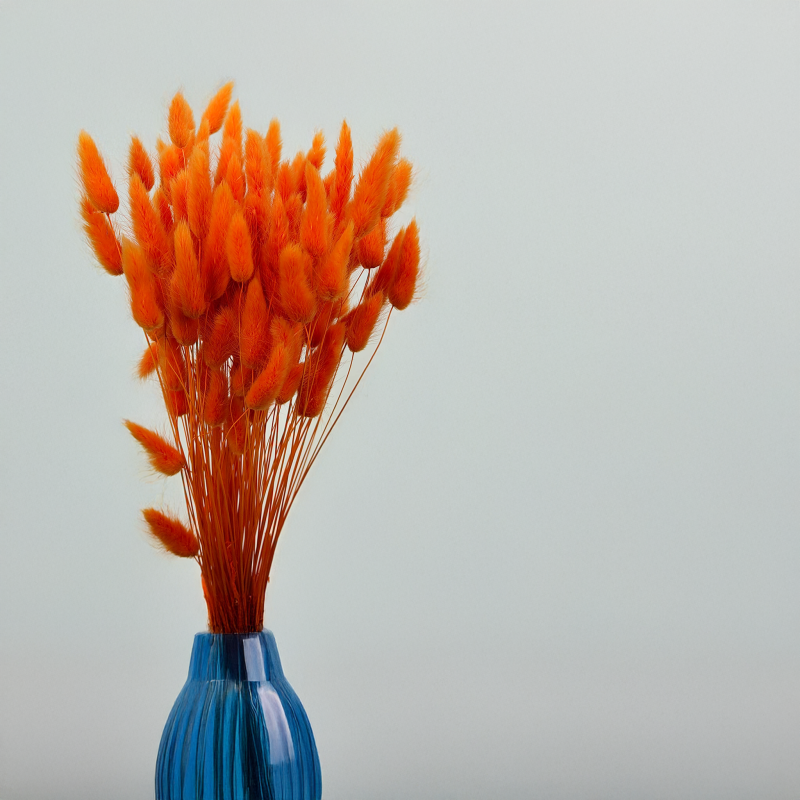 Lagurus Suszony dmuszek jajowaty Mandarynka 7.png