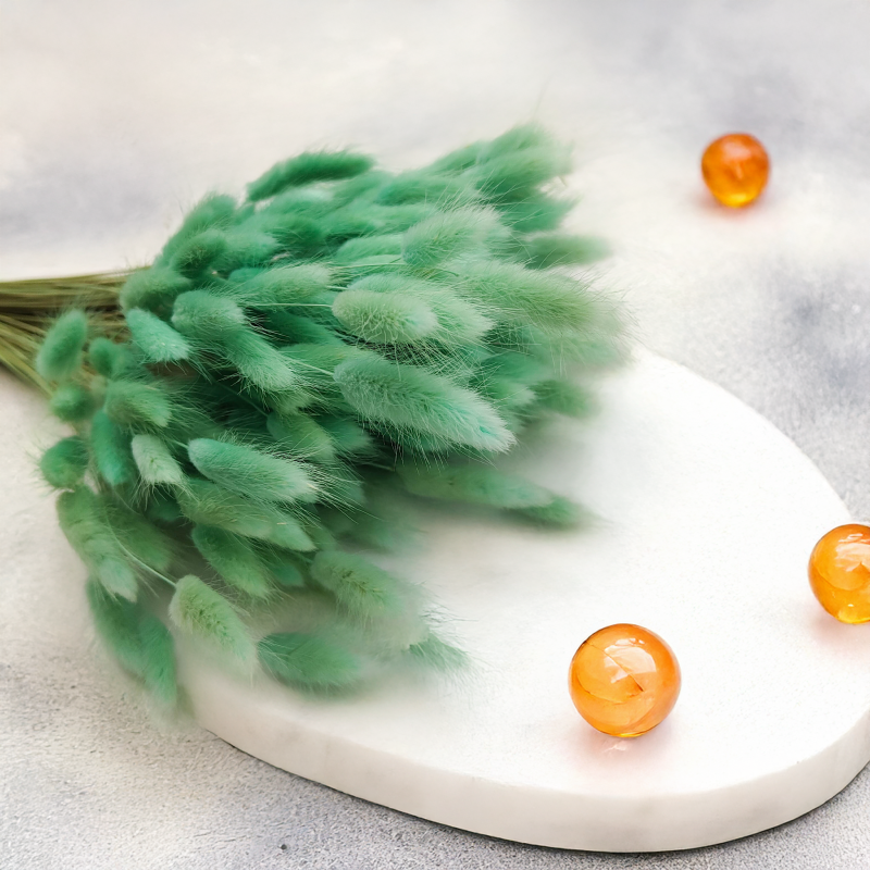 Lagurus Suszony dmuszek jajowaty mietowy 5.png