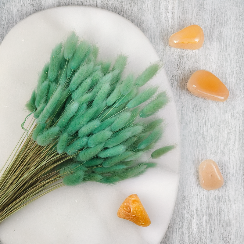 Lagurus Suszony dmuszek jajowaty mietowy 6.png