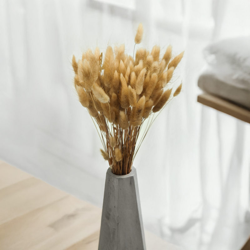 Lagurus Suszony dmuszek jajowaty Naturalny 1.png