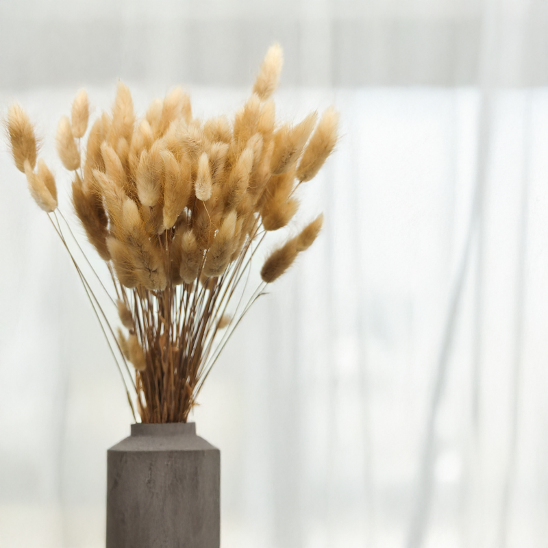 Lagurus Suszony dmuszek jajowaty Naturalny 2.png