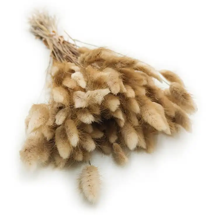 Lagurus Suszony dmuszek jajowaty Naturalny 7.png