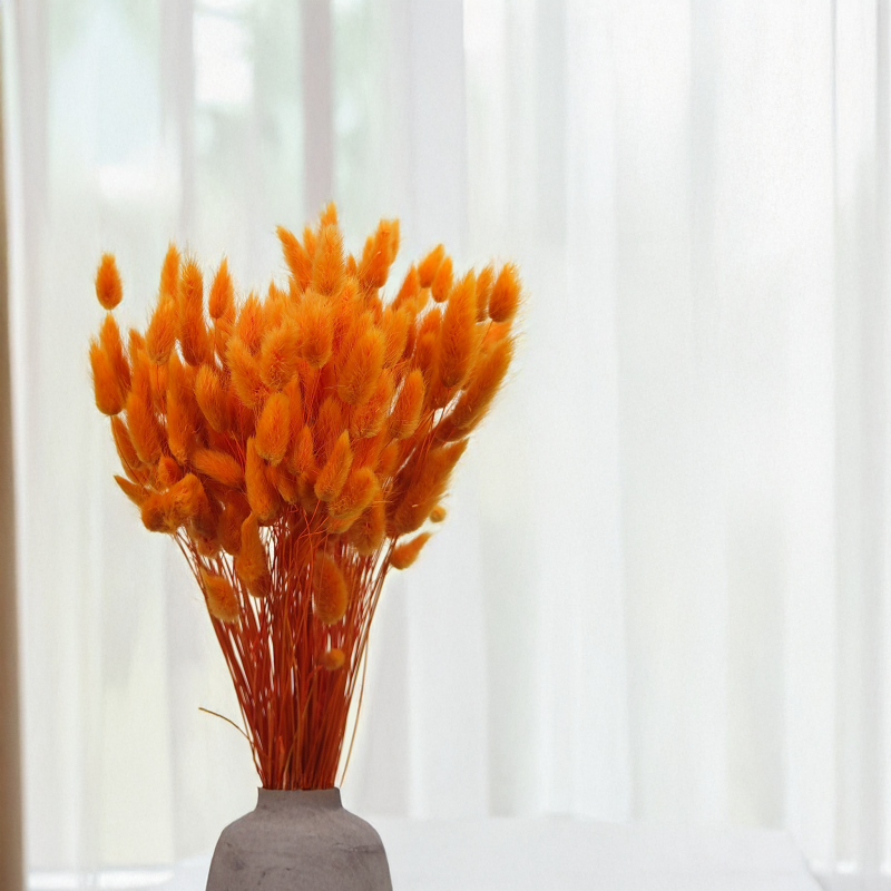 Lagurus Suszony dmuszek jajowaty Pomarańczowy 1.png