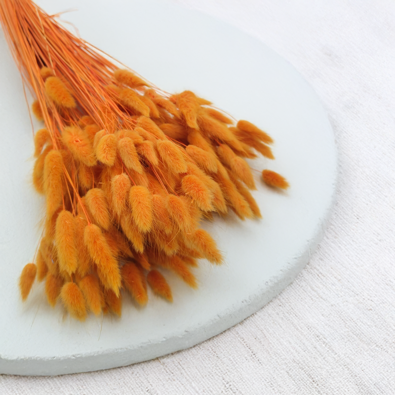 Lagurus Suszony dmuszek jajowaty Pomarańczowy 6.png