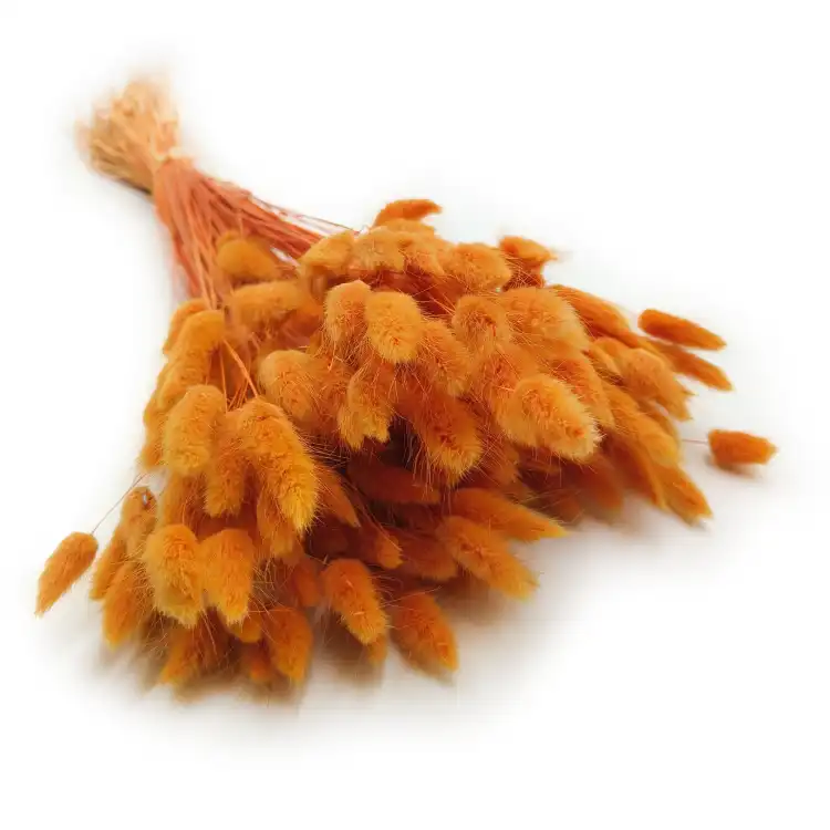 Lagurus Suszony dmuszek jajowaty Pomarańczowy 7.png