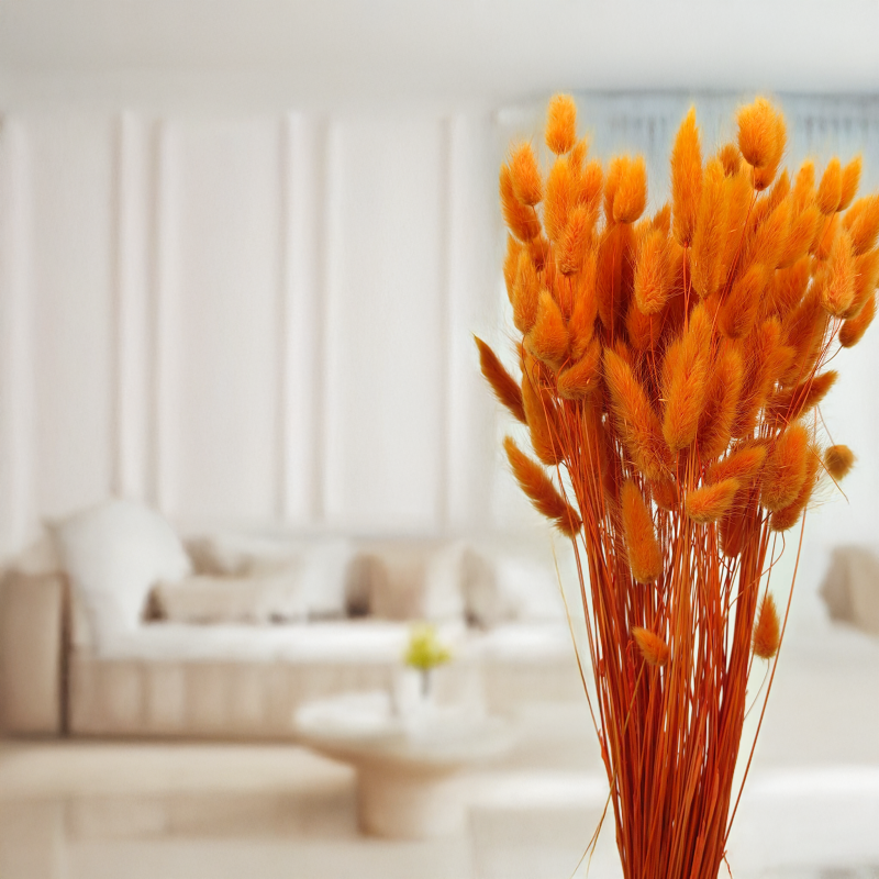 Lagurus Suszony dmuszek jajowaty Pomarańczowy.png