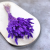 Lagurus Suszony dmuszek jajowaty Ultra Violet 3.png