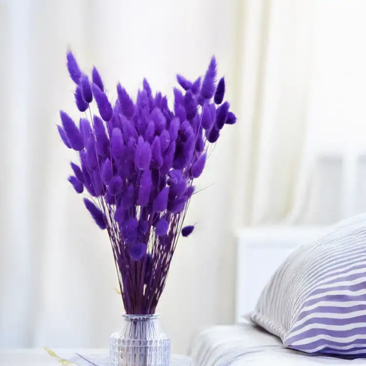 Lagurus Suszony dmuszek jajowaty Ultra Violet 5.png