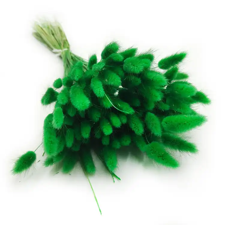 Lagurus Suszony dmuszek jajowaty Zielony 6.png
