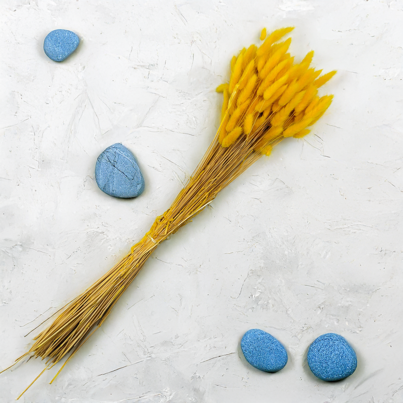 Lagurus Suszony dmuszek jajowaty Żółty 3.png