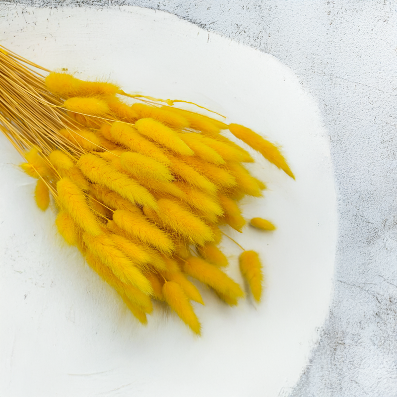 Lagurus Suszony dmuszek jajowaty Żółty 5.png