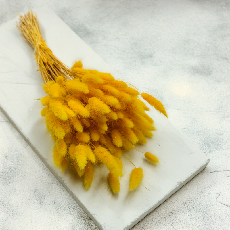 Lagurus Suszony dmuszek jajowaty Żółty 6.png