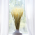 Pszenżyto suszone triticale suszone kłosy bielone.png