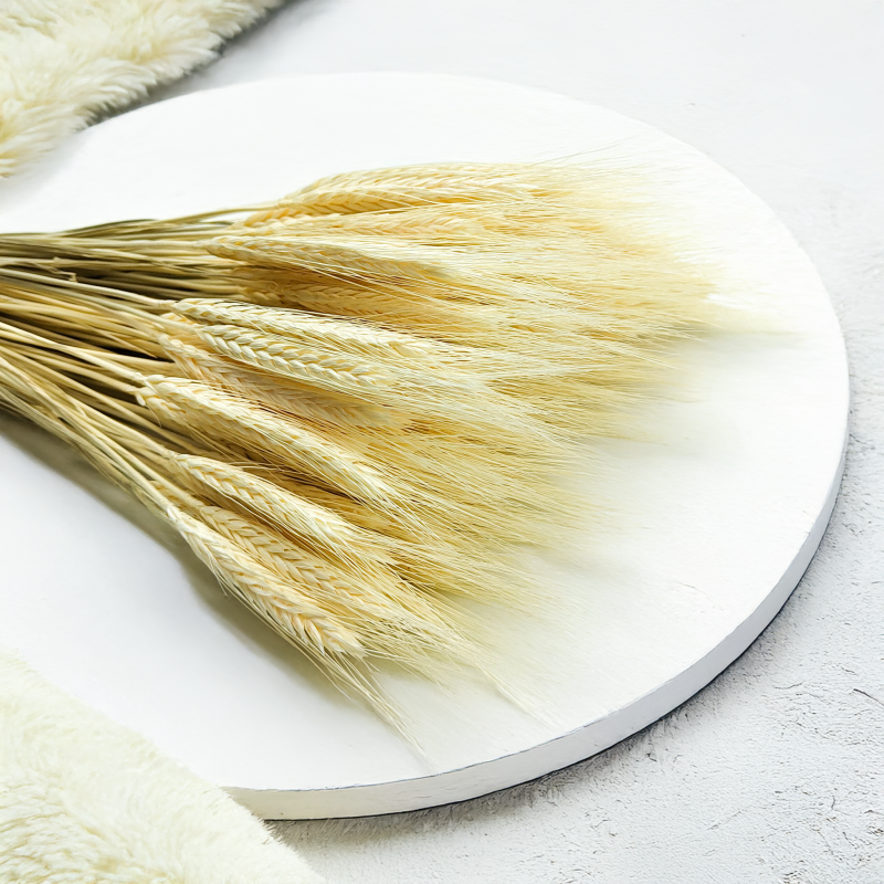 Pszenżyto suszone triticale suszone kłosy bielone 3.png