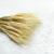 Pszenżyto suszone triticale suszone kłosy bielone 4.png