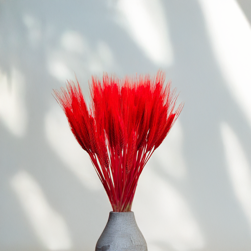 Pszenżyto suszone czerwone kłosy bukiet triticale 2.png