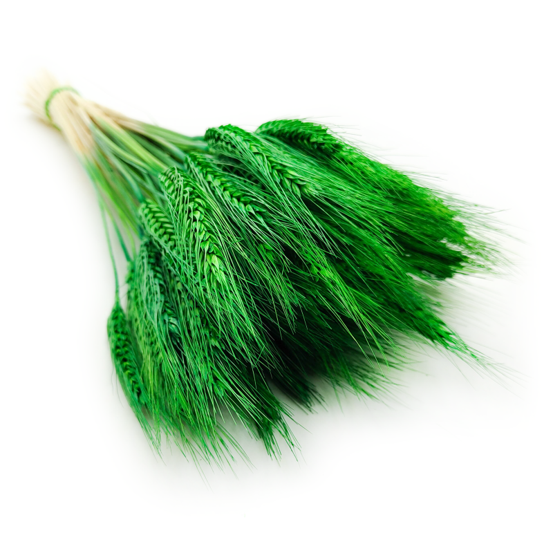 Pszenżyto zielone suszone kłosy bukiet 6.png