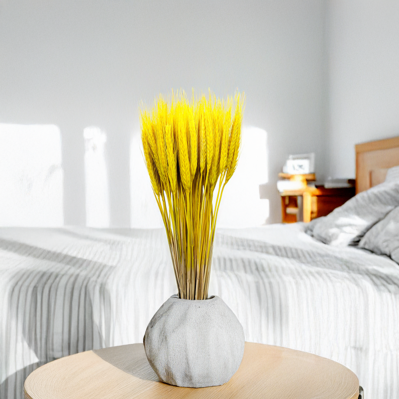 Pszenżyto żółte suszone triticale kłosy 1.png