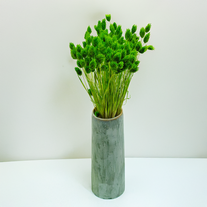 Suszony Phalaris - Kanar - (Mozga kanaryjska) - Zielony 2.png