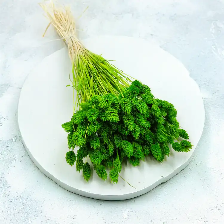 Suszony Phalaris - Kanar - (Mozga kanaryjska) - Zielony 5.png