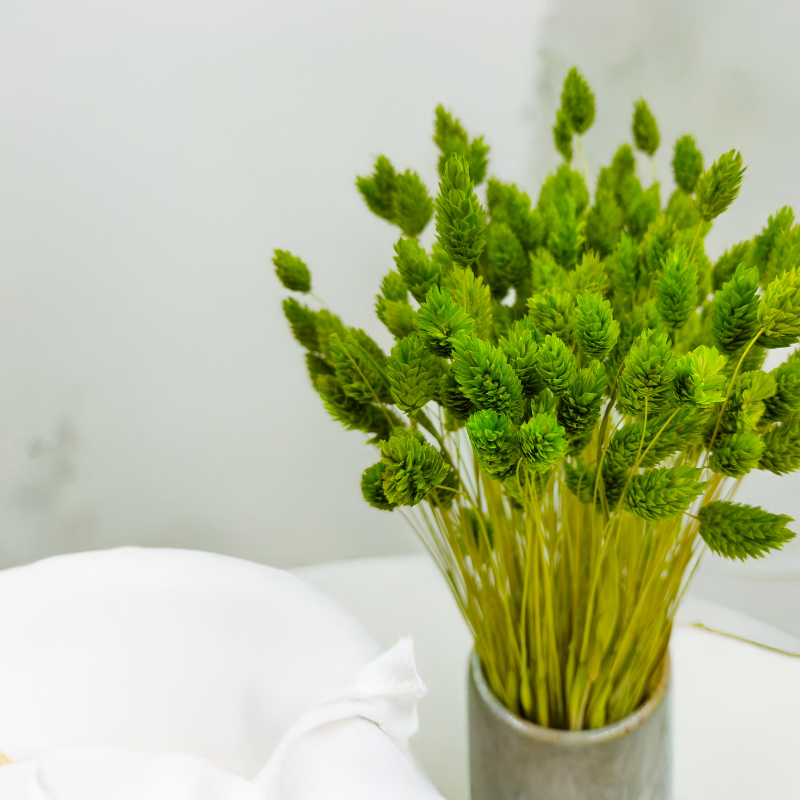 Suszony Phalaris - Kanar - (Mozga kanaryjska) - Seledynowy.png