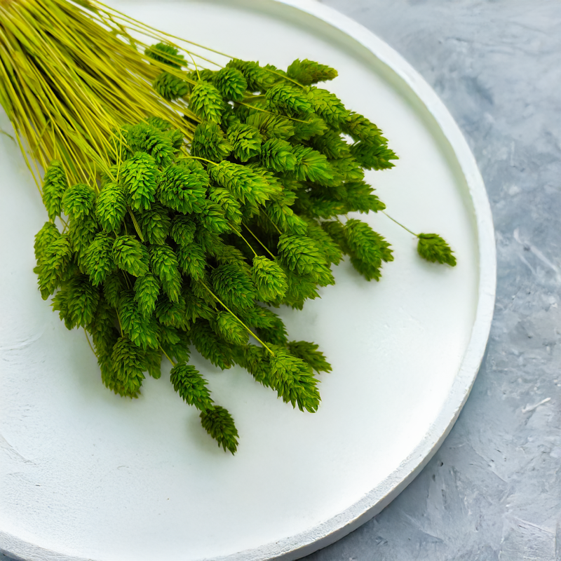 Suszony Phalaris - Kanar - (Mozga kanaryjska) - Seledynowy 3.png