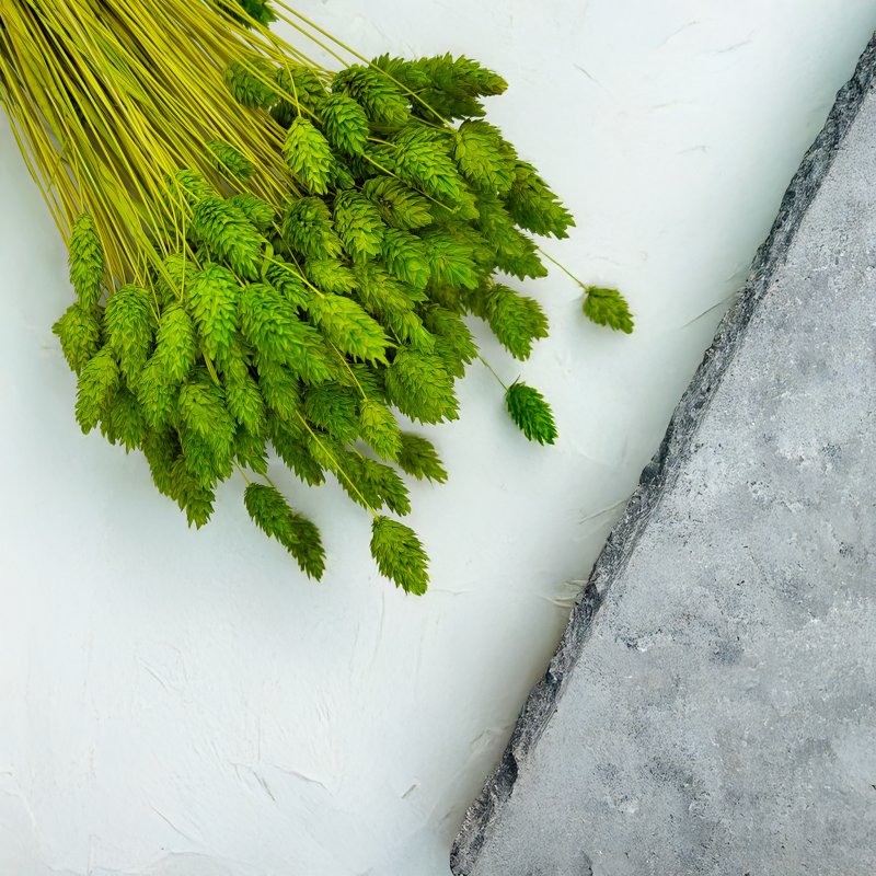 Suszony Phalaris - Kanar - (Mozga kanaryjska) - Seledynowy 4.png