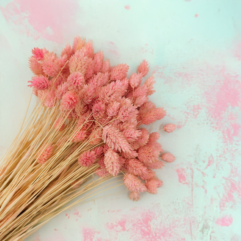 Suszony Phalaris - Kanar - (Mozga kanaryjska) - Rozowy 2.png