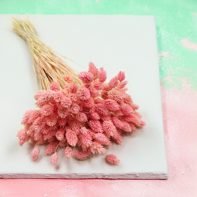 Suszony Phalaris - Kanar - (Mozga kanaryjska) - Rozowy 4.png