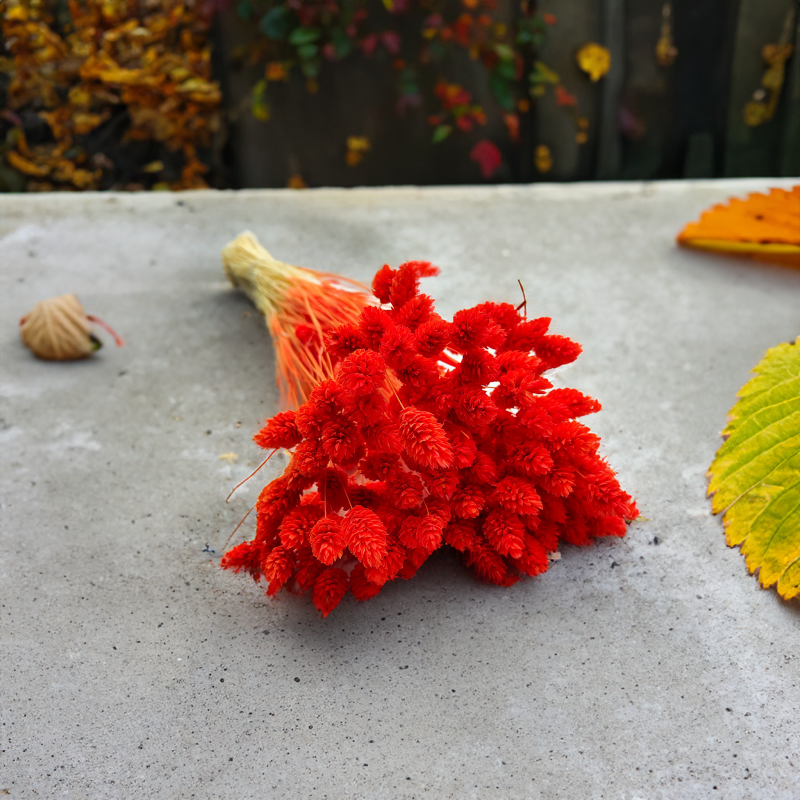 Kanar Phalaris Pomarańczowy1.png