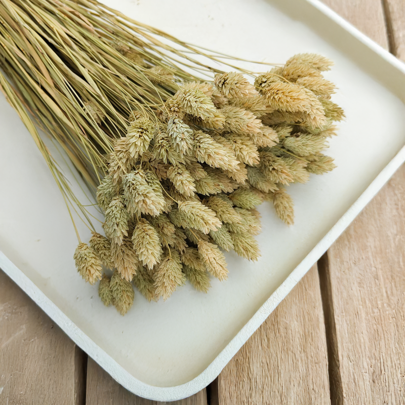 Suszony Phalaris - Kanar - (Mozga kanaryjska) - Naturalny 6.png