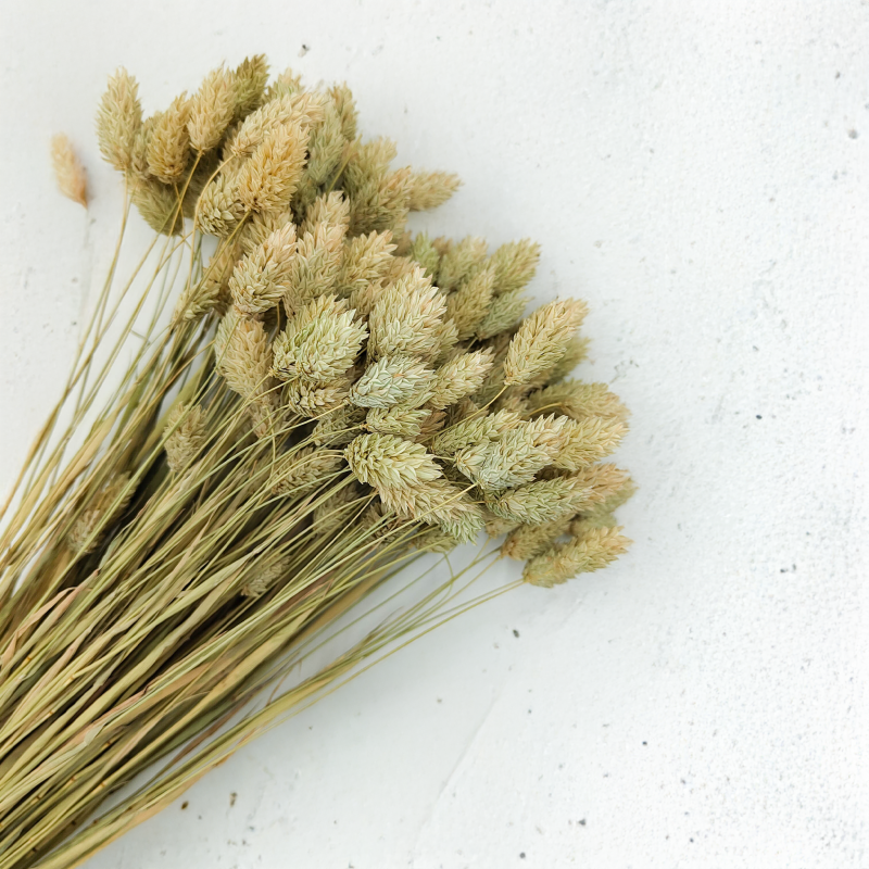 Suszony Phalaris - Kanar - (Mozga kanaryjska) - Naturalny.png