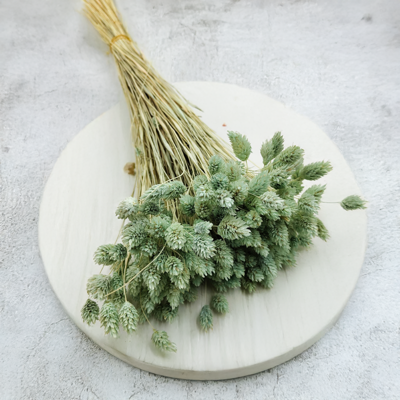 Suszony Phalaris - Kanar - (Mozga kanaryjska) - Mietowy 5.png