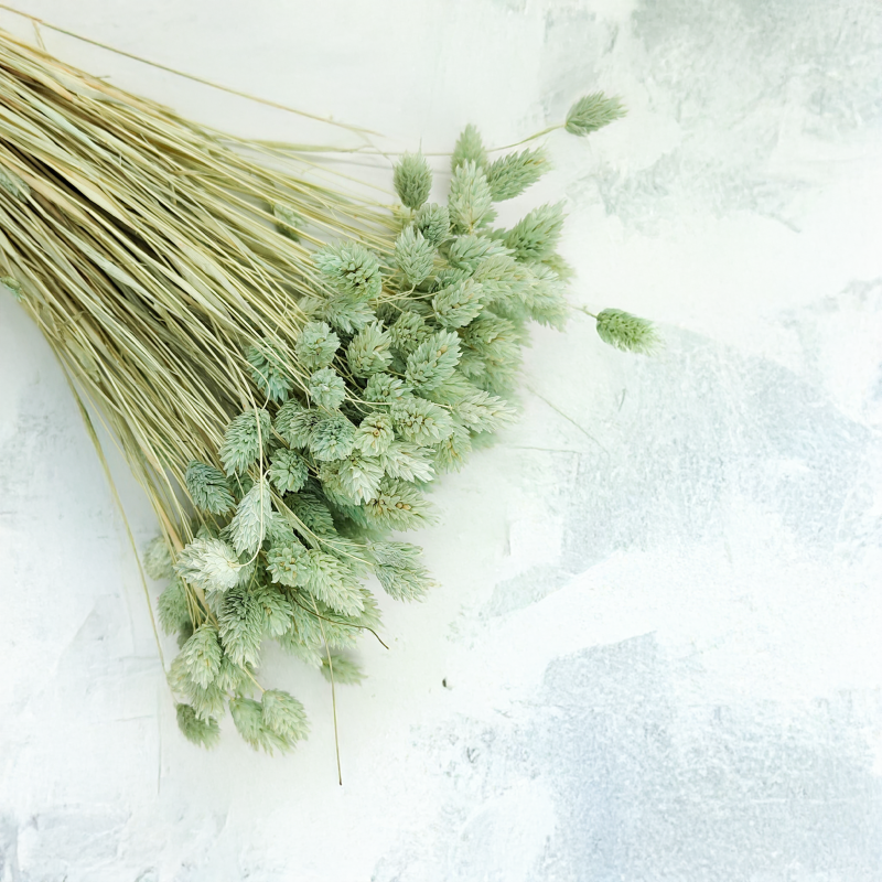 Suszony Phalaris - Kanar - (Mozga kanaryjska) - Mietowy 3.png