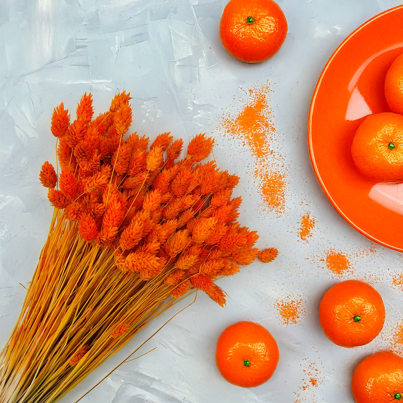 Phalaris suszony Kanar Mandarynkowy.png