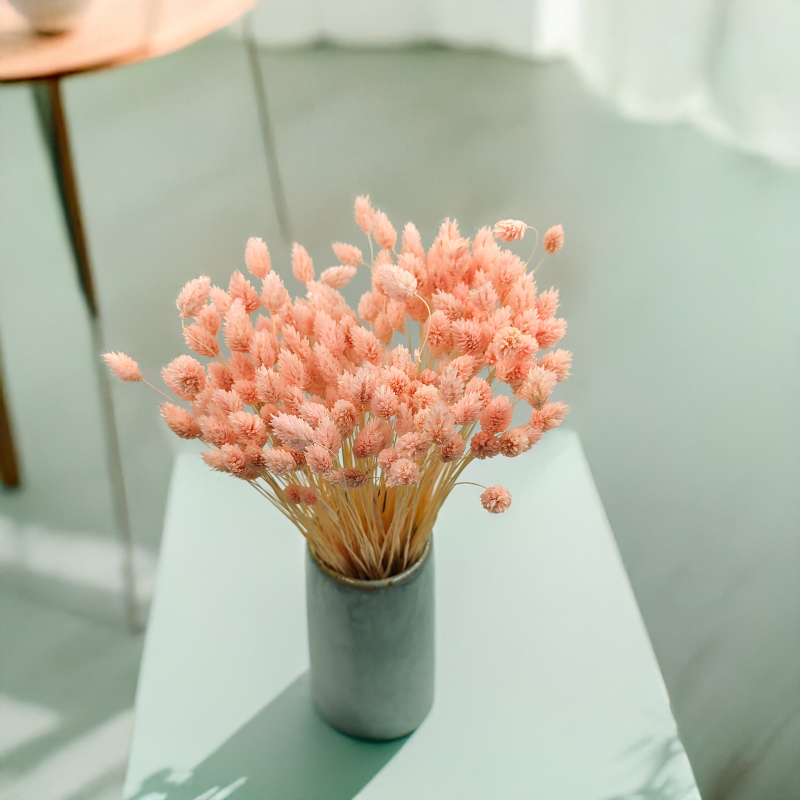 Suszony Phalaris - Kanar - (Mozga kanaryjska) - Łososiowy.png