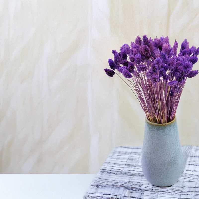 Suszony Phalaris - Kanar - (Mozga kanaryjska) - Fioletowy1.png