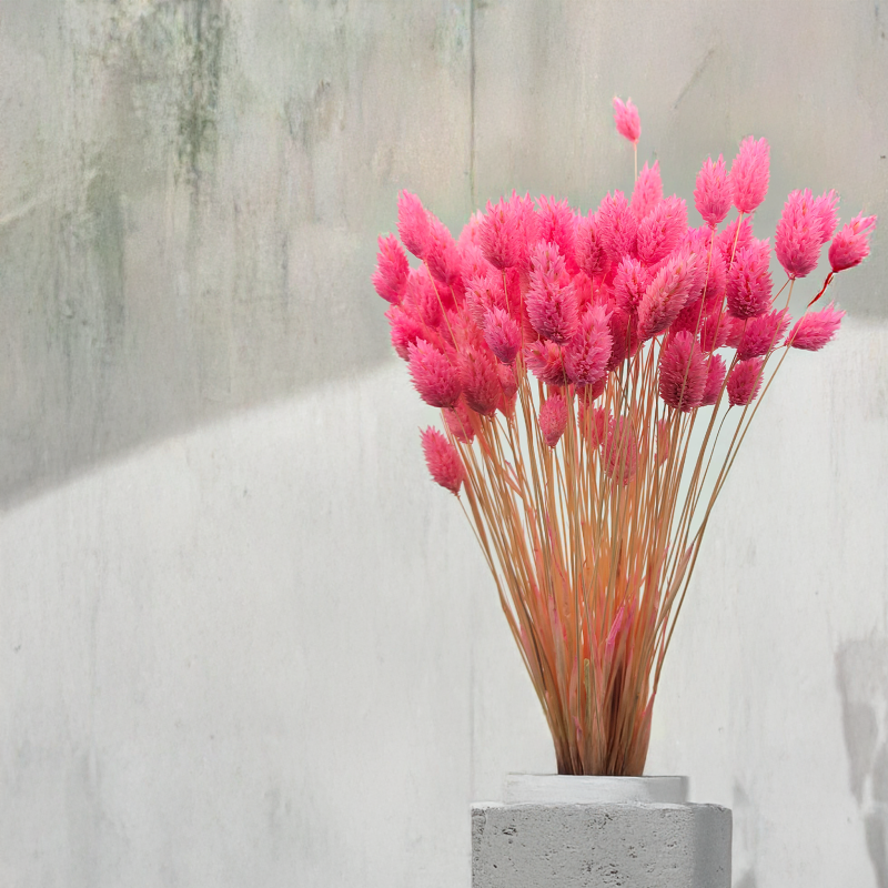 Suszony Phalaris - Kanar - (Mozga kanaryjska) - ciemnoróżowy 3.png