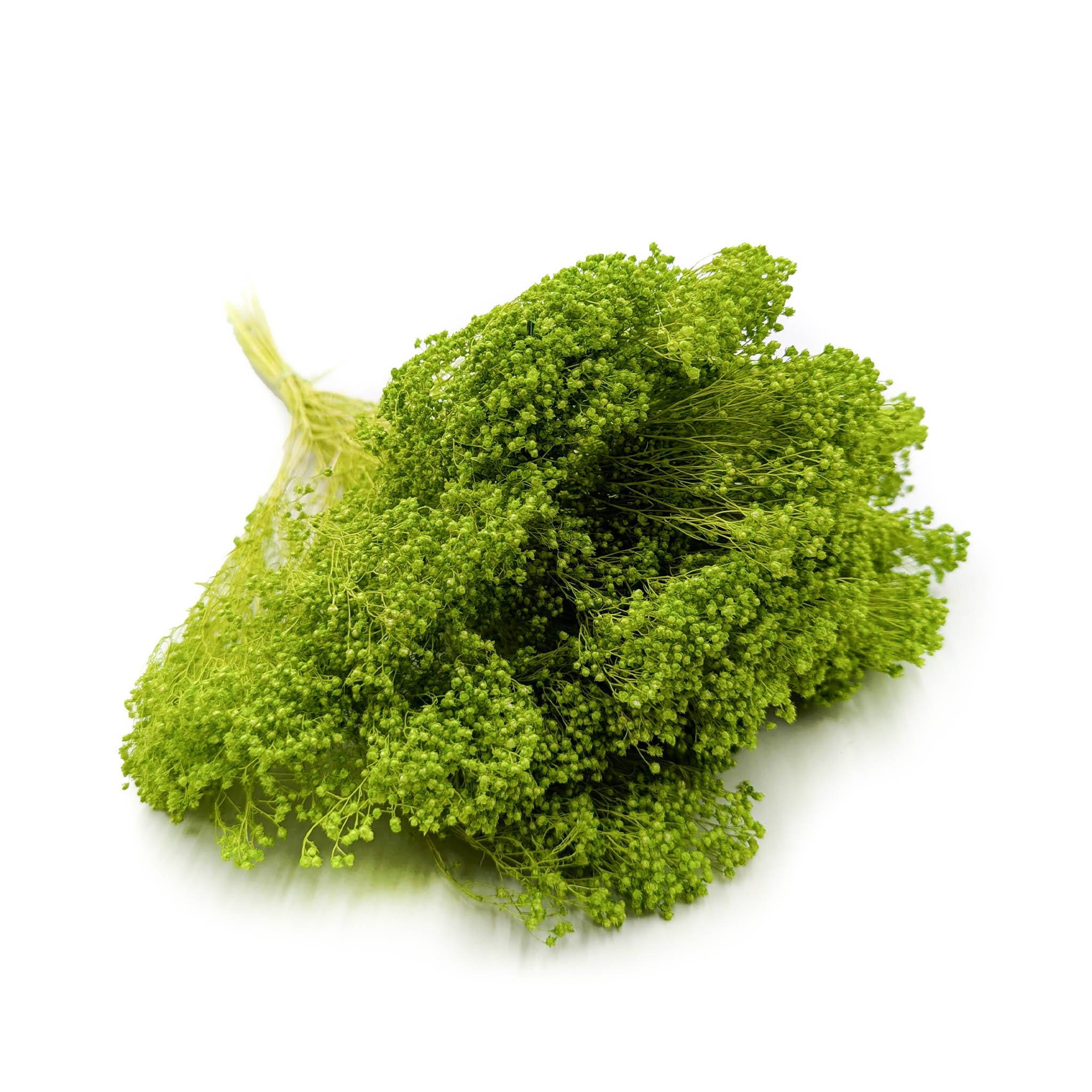 Broom Bloom - Besenblüte (Cytisus Scoparius) – Hellgrün