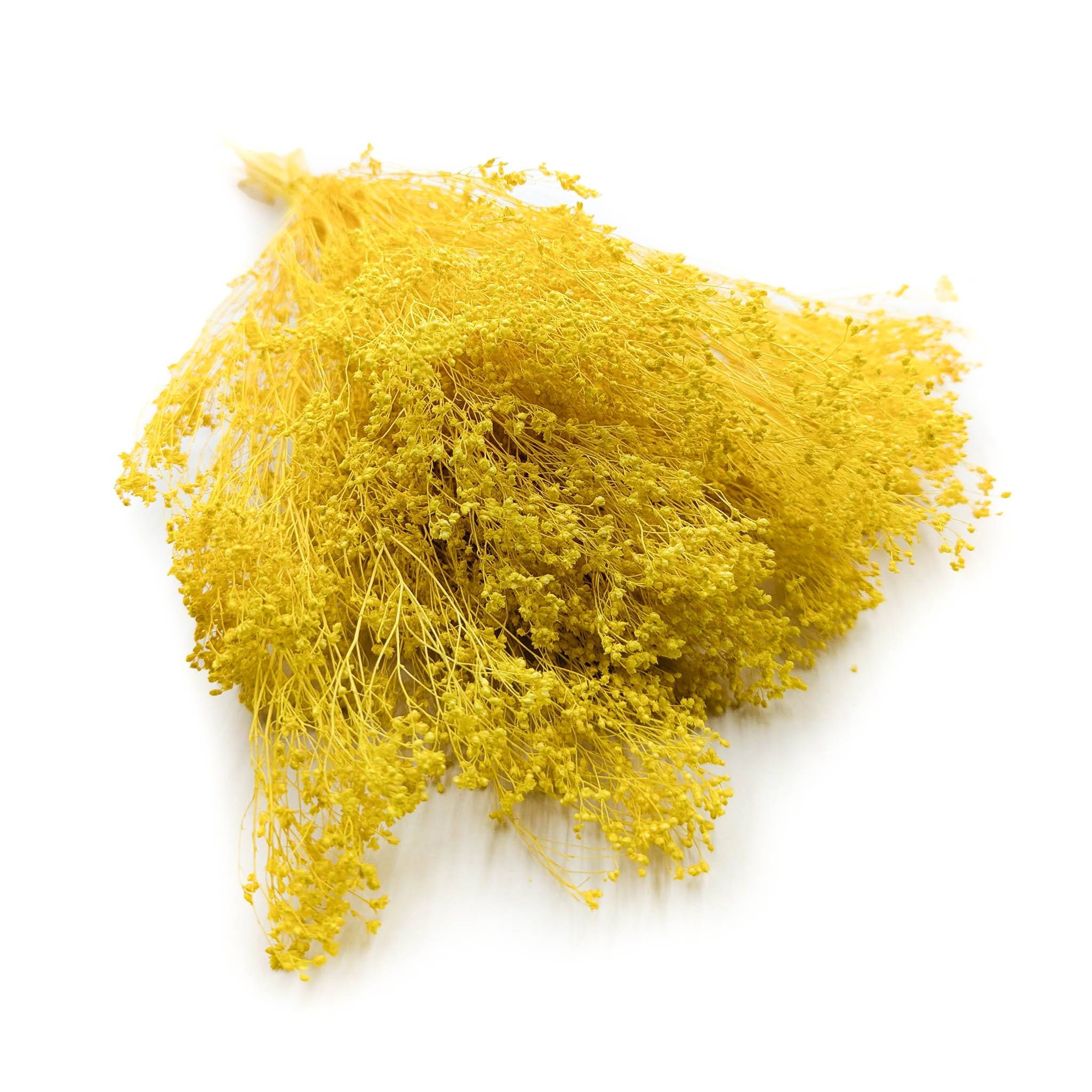 Broom Bloom - Besenblüte (Cytisus Scoparius) – Gelb