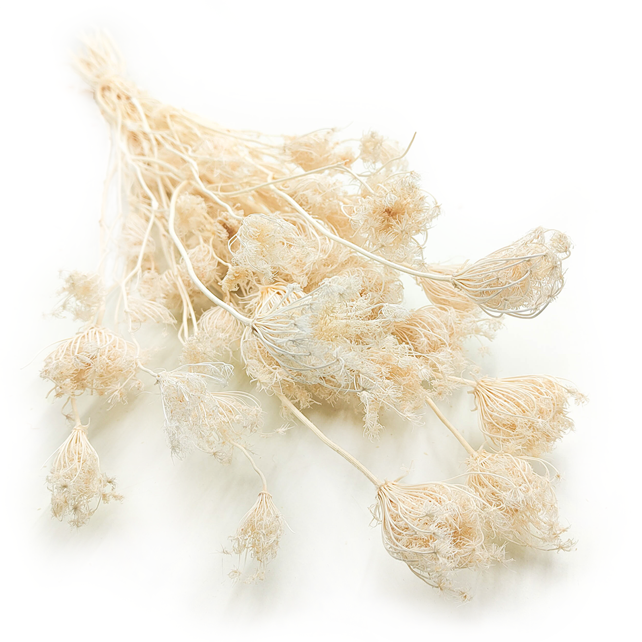 Fenchel – (Cytisus Scoparius) – Gebleicht